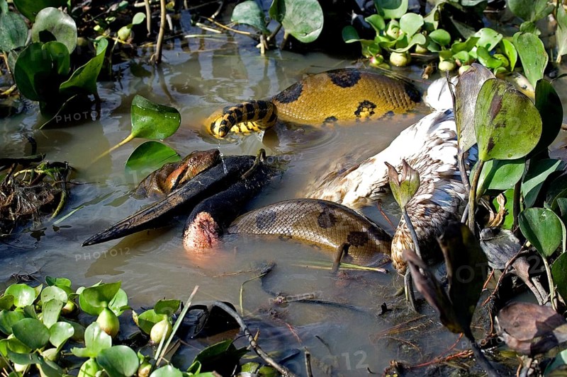GREEN ANACONDA eunectes murinus KILLS A WOODY HOST