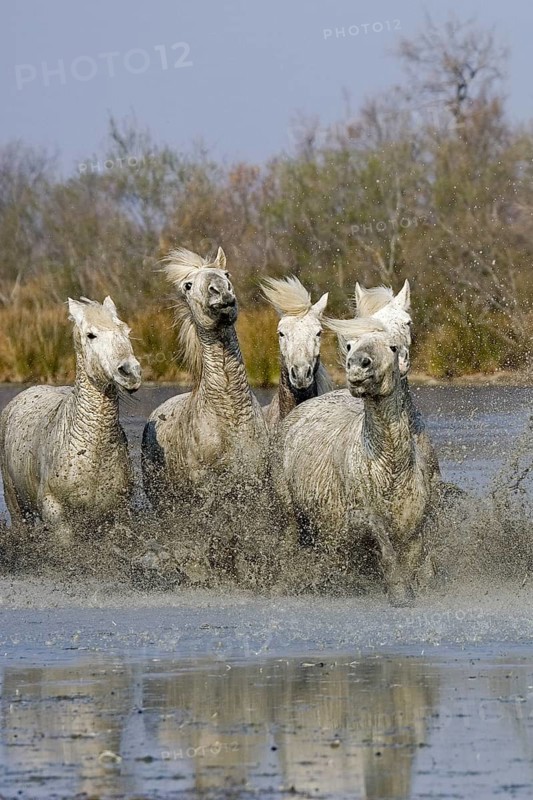 CAMARGUE HORSE