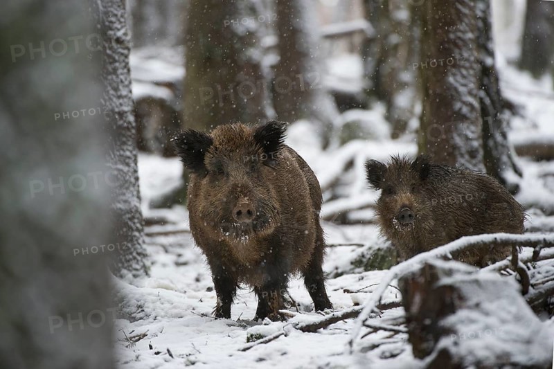 Wild Boar