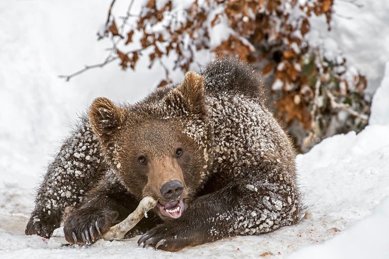 One-year-old European brown bear