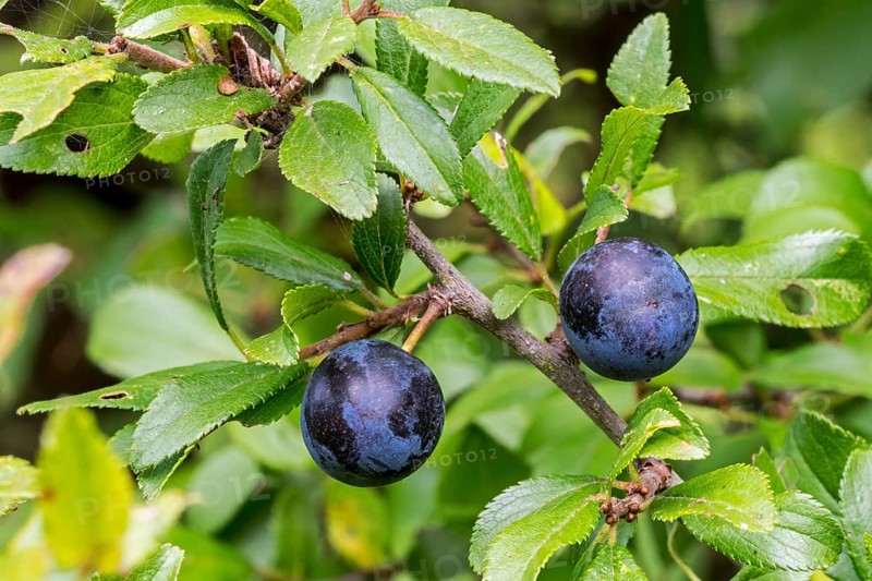 Blackthorn