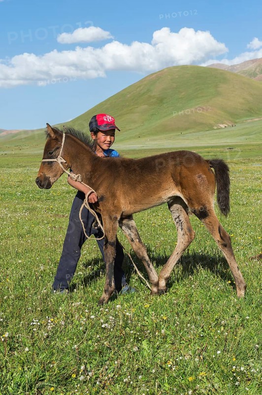 Kyrgyz boy with his foal