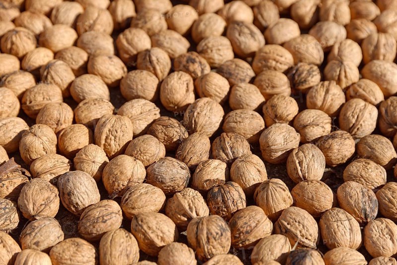 Persian walnut