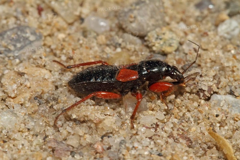 Sickle Bug