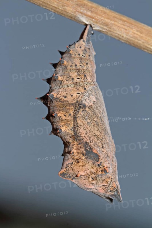 Mourning Cloak