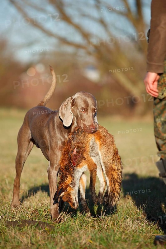 Weimaraner
