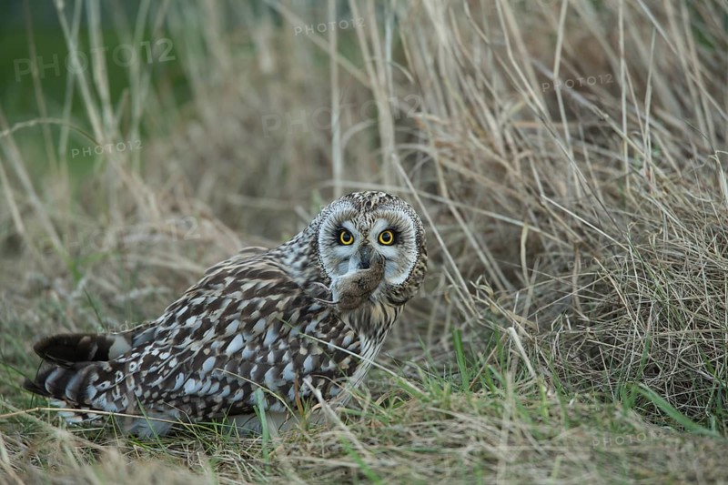 Short-eared Owl
