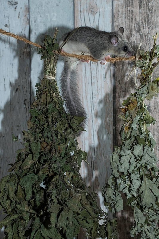 Fat Dormouse