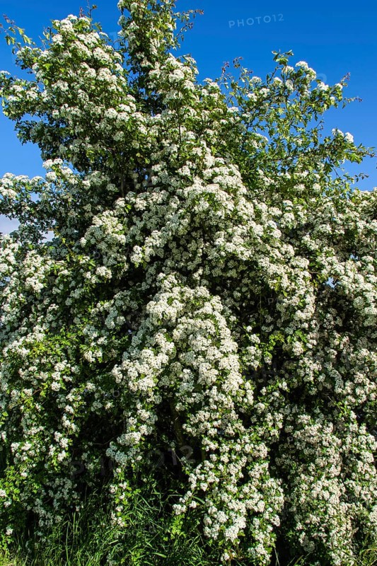 Hawthorn