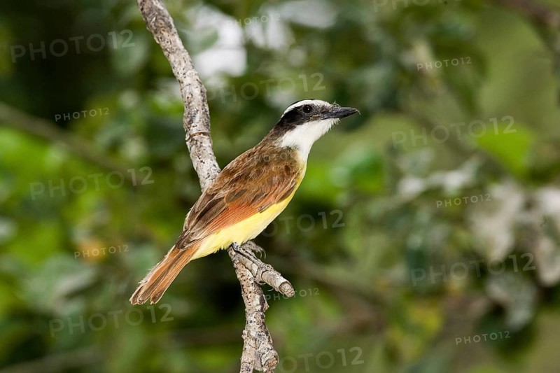 Greater Great kiskadee