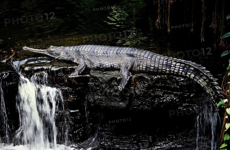 Gavial or Gharial