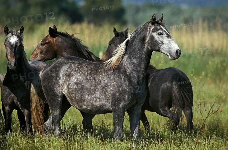 LIPIZZAN HORSE