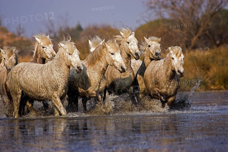 CAMARGUE HORSE