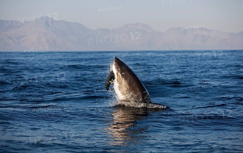 Great white shark