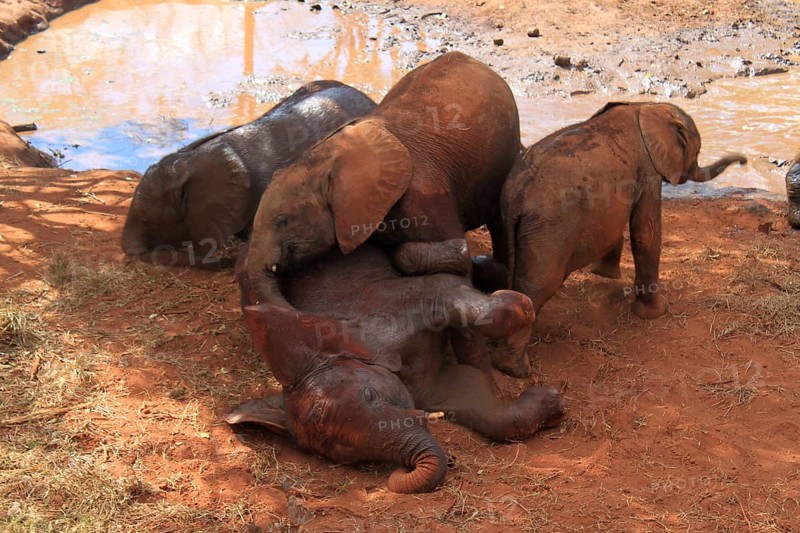 Elephant orphans playing