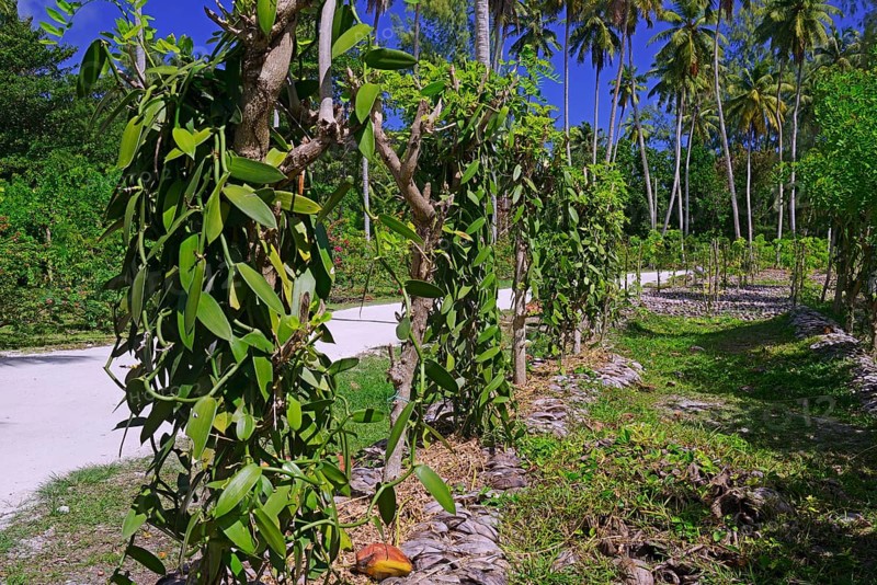 Vanilla plants