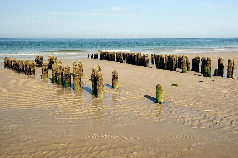 Algae-covered groynes in the evening at low tide