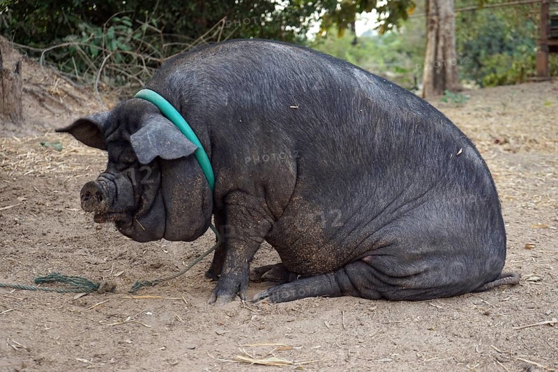 Pot-bellied pig