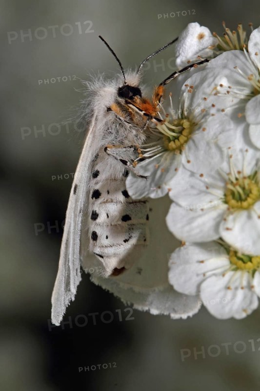 Moss rubber moth