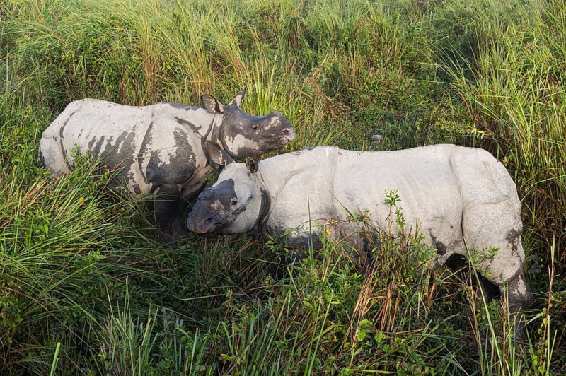 A pair of Indian rhinos