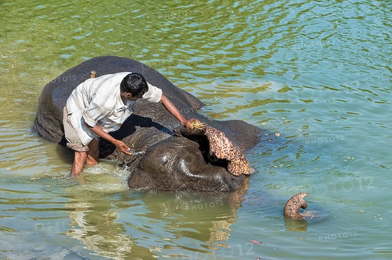 Mahout washing his Indian elephant