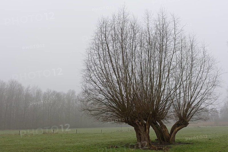 Pollarded Willows