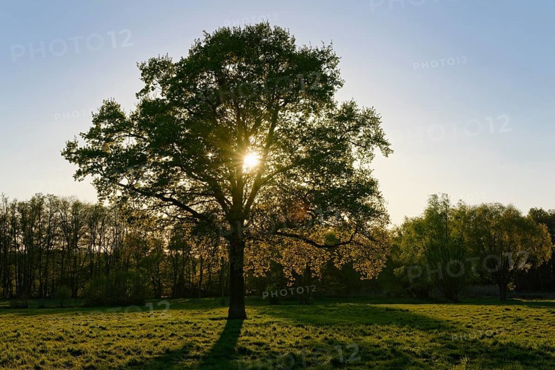 English oak