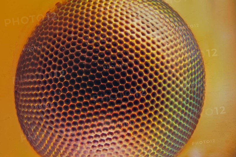 Compound eye of a lacewing