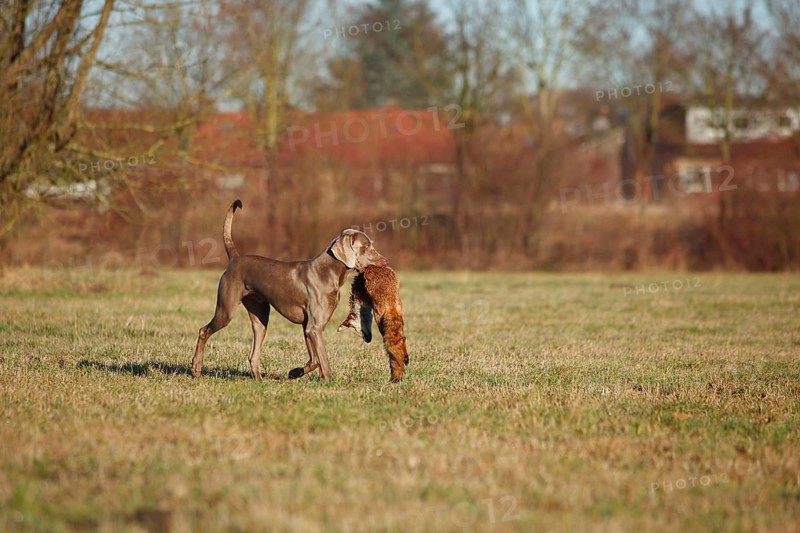 Weimaraner