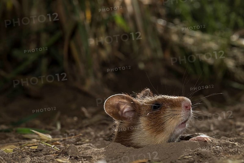 European Hamster