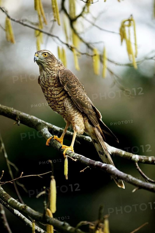 European Sparrowhawk