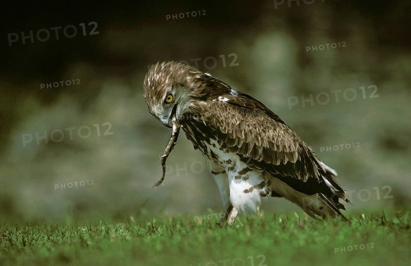 Short-Toed Eagle