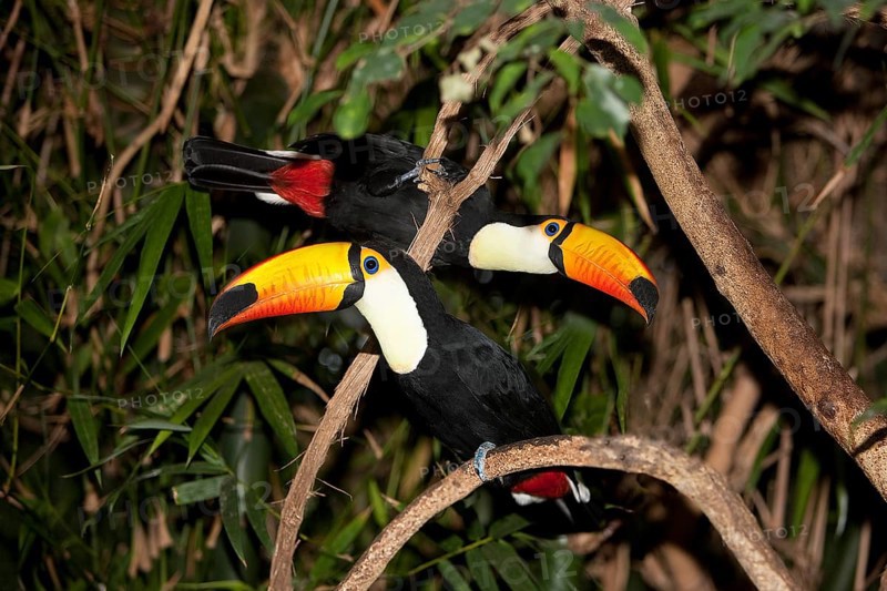 TOCO TOUCAN