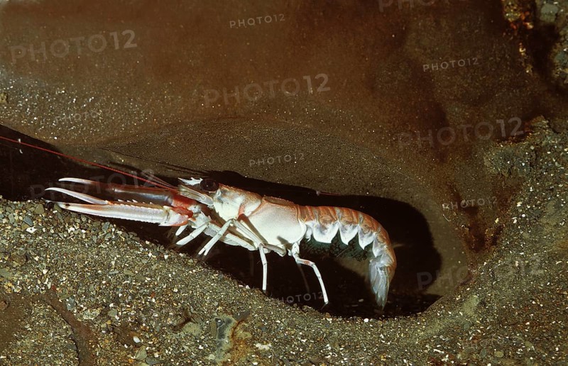 NORWAY LOBSTER