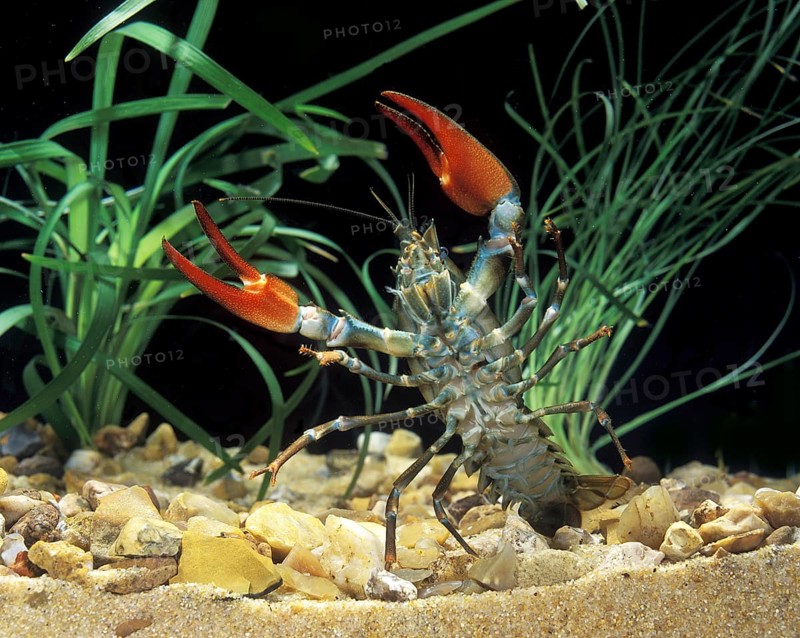 Signal Crayfish