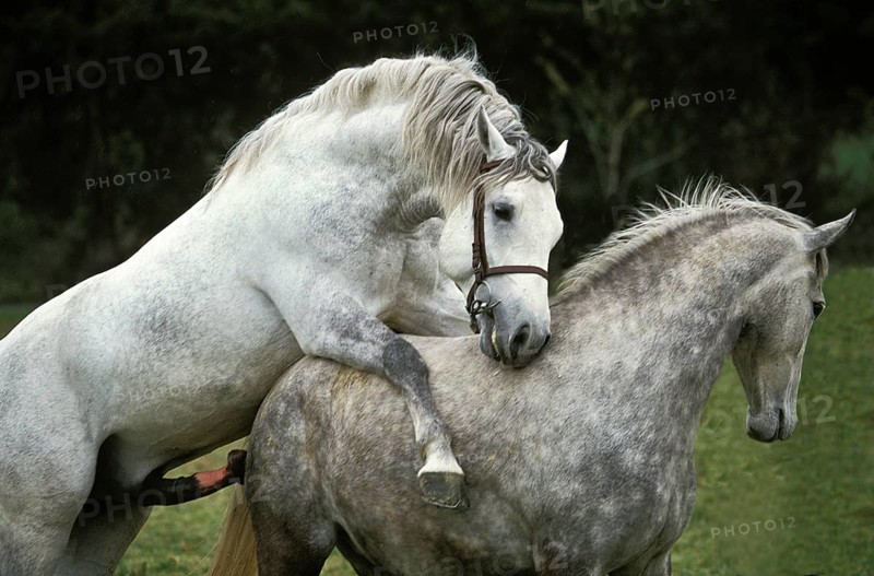 LIPIZZAN HORSE