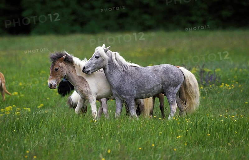 American miniature horse