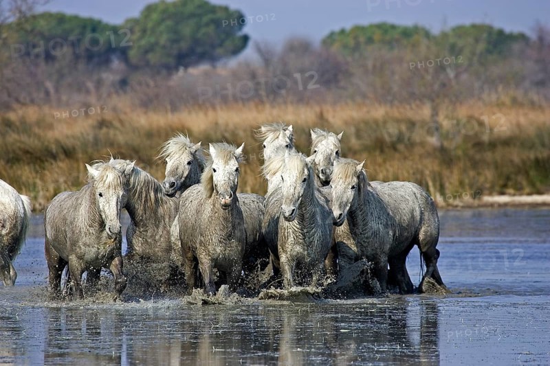 CAMARGUE HORSE