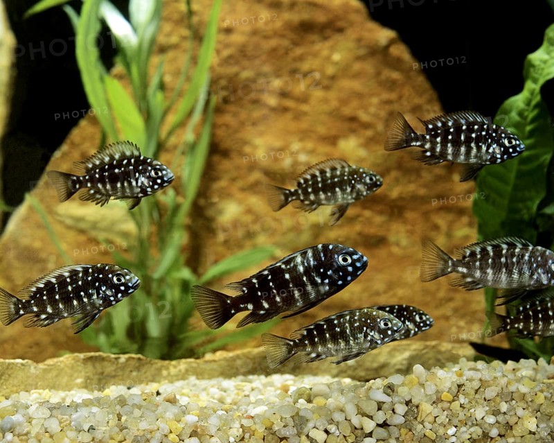 White-spotted Cichlid