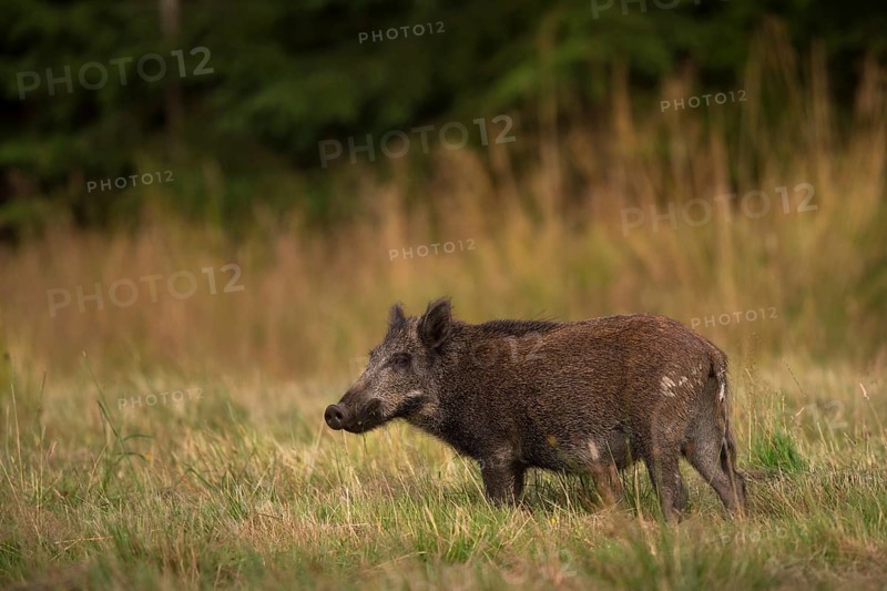 Wild Boar