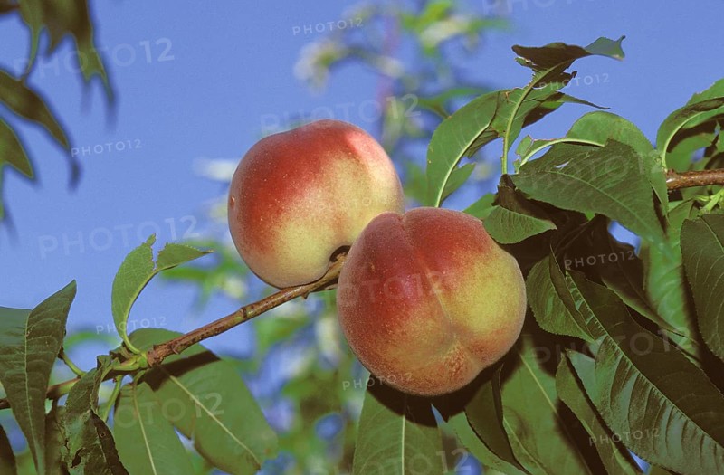 Peach