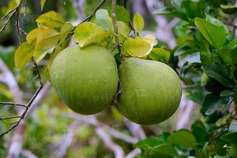 Chinese grapefruit