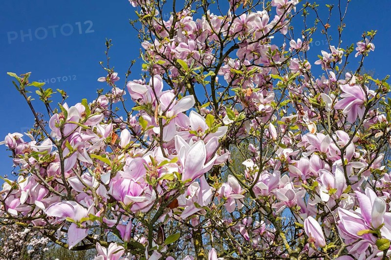 Flowering Sprenger's magnolia