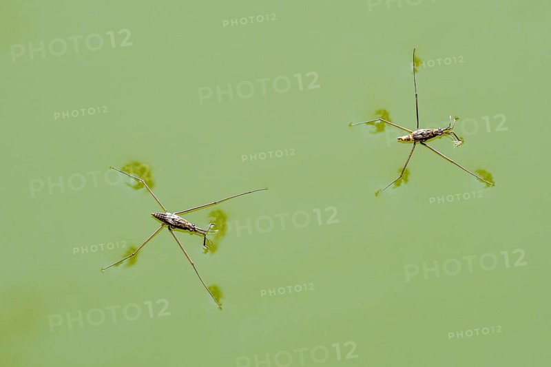Two common pond skaters