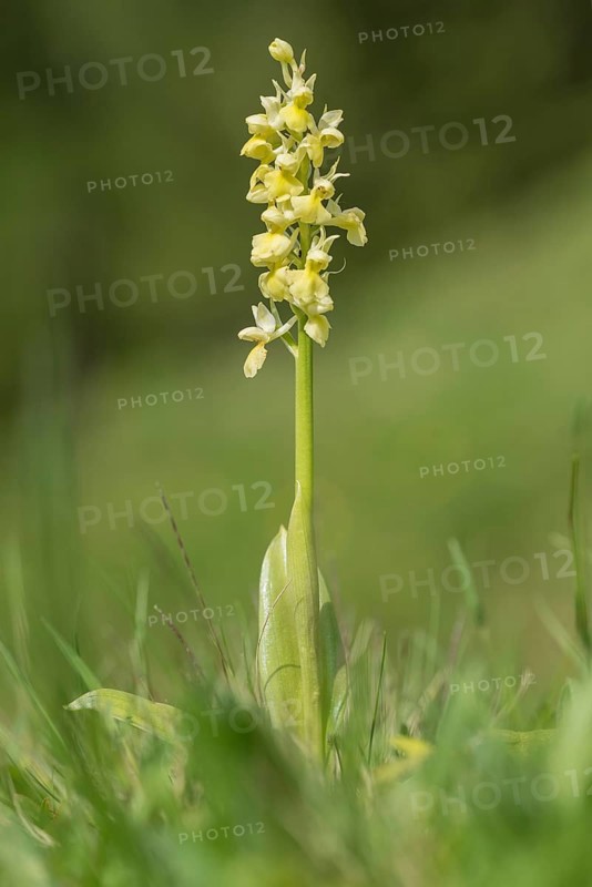 Pale pale orchid