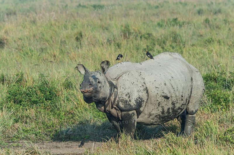 Indian rhinoceros