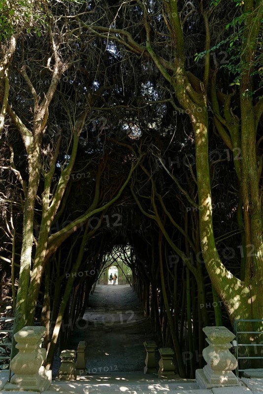 Tunnel of eucalyptus