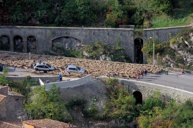 Transhumance