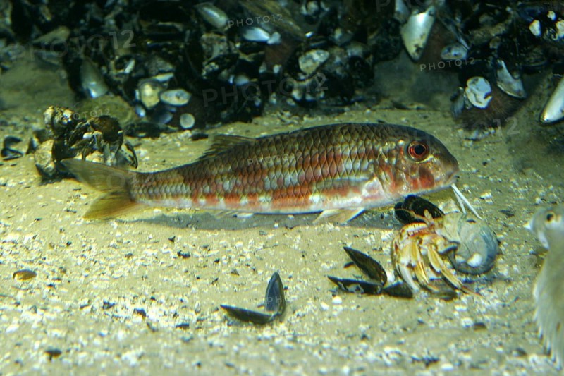 Striped mullet