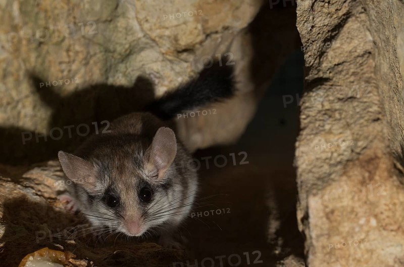 Asian garden dormouse